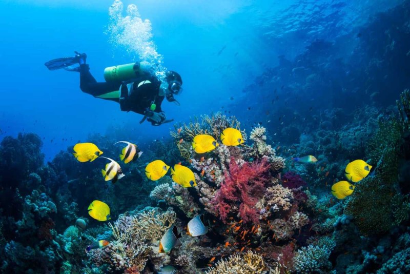 Diving at Mun Island: Colorful Coral and Fish Close-up of colorful coral and fish species at Mun Island, an ideal location for Diving at Mun Island