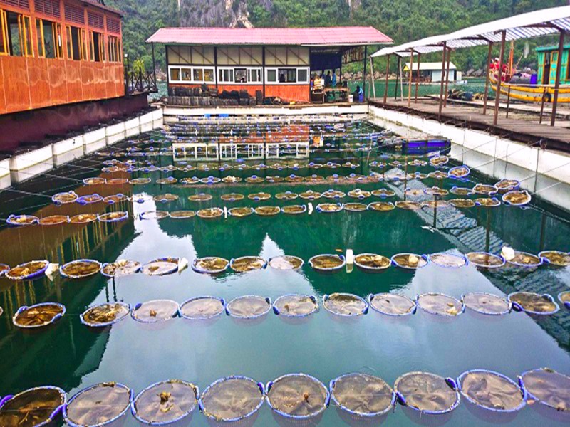 A traditional pearl farm set against the dramatic limestone formations of Halong Bay.