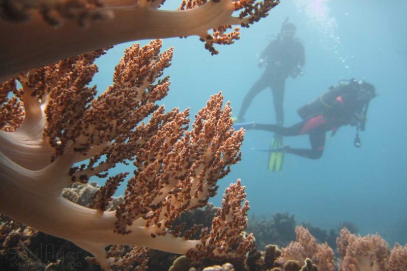 Underwater Coral Diversity at Mun Island Close-up of colorful hard and soft corals underwater around Mun Island, Nha Trang