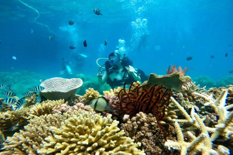 Underwater Wildlife at Hon Mot Island Nha Trang Divers surrounded by colorful fish and coral underwater at Hon Mot Island