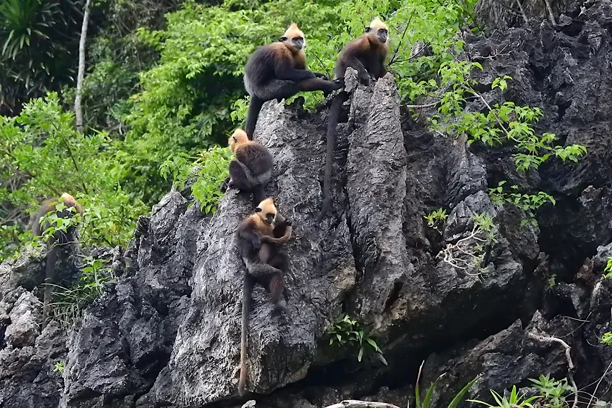 Cat Ba National Park
