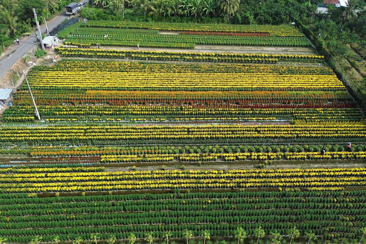 Aerial View of Ngoc Ha Flower Village Hanoi Overhead view showing colorful rows of flowers and cultivated fields at Ngoc Ha Flower Village Hanoi.