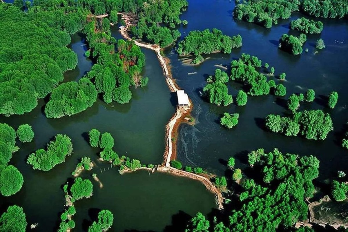 Aerial view of Can Gio Mangrove Forest, showcasing lush green mangroves and waterways in Vietnam.