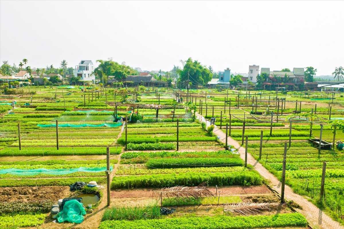 Aerial View of Tra Que Vegetable Village Near Hoi An Overhead aerial shot of Tra Que Vegetable Village with lush green vegetable plots and surrounding houses