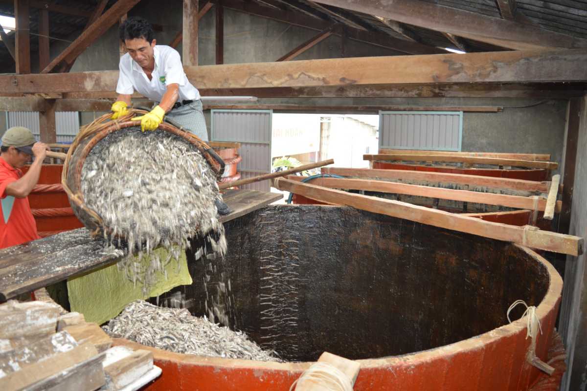 Anchovies Being Added to Fermentation Barrels Workers adding fresh anchovies into large wooden barrels for Traditional Phu Quoc Fish Sauce