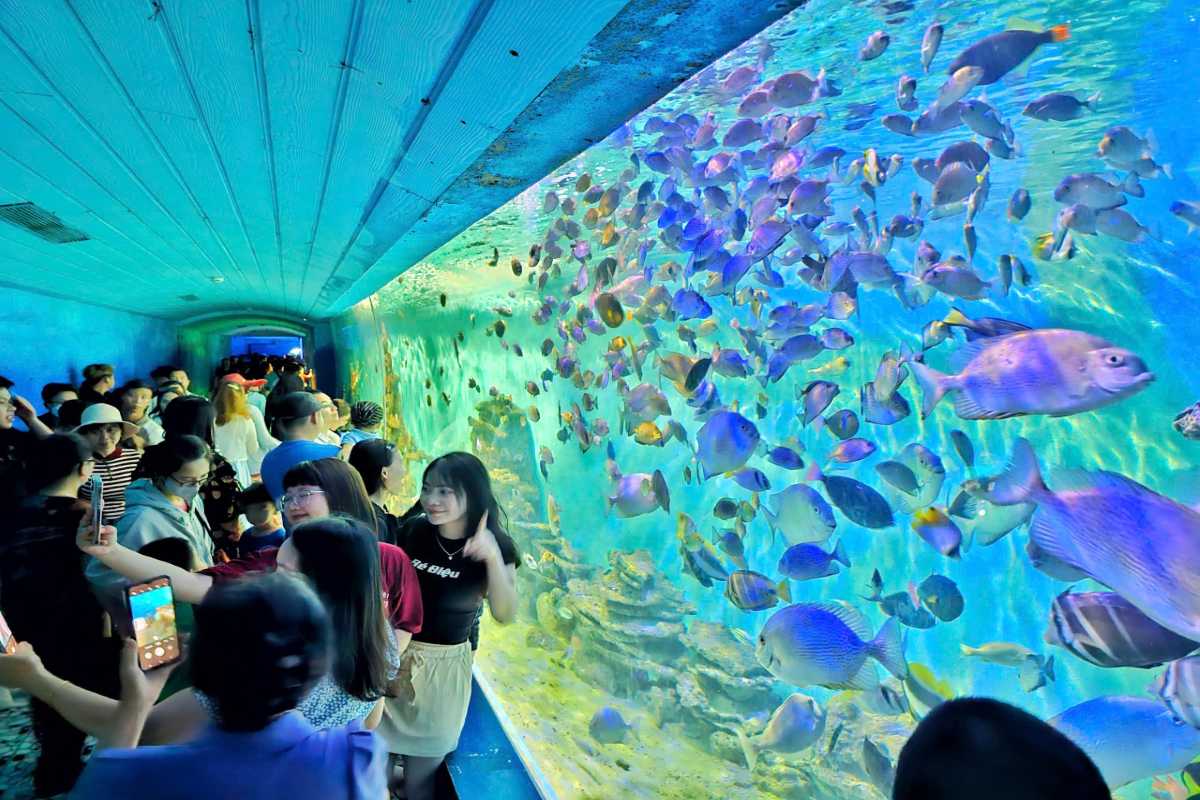 Colorful fish display in aquarium tunnel Visitors walk beside a vibrant wall of tropical fish in the aquarium tunnel at the Institute of Oceanography