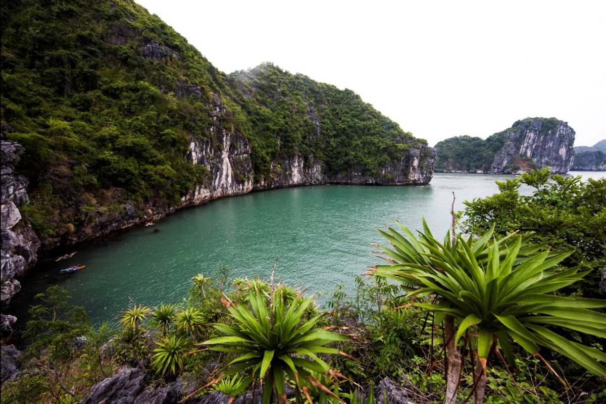 Ba Ham Lake Halong Bay lush tropical greenery Lush tropical greenery surrounding Ba Ham Lake Halong Bay with limestone cliffs towering in the background.