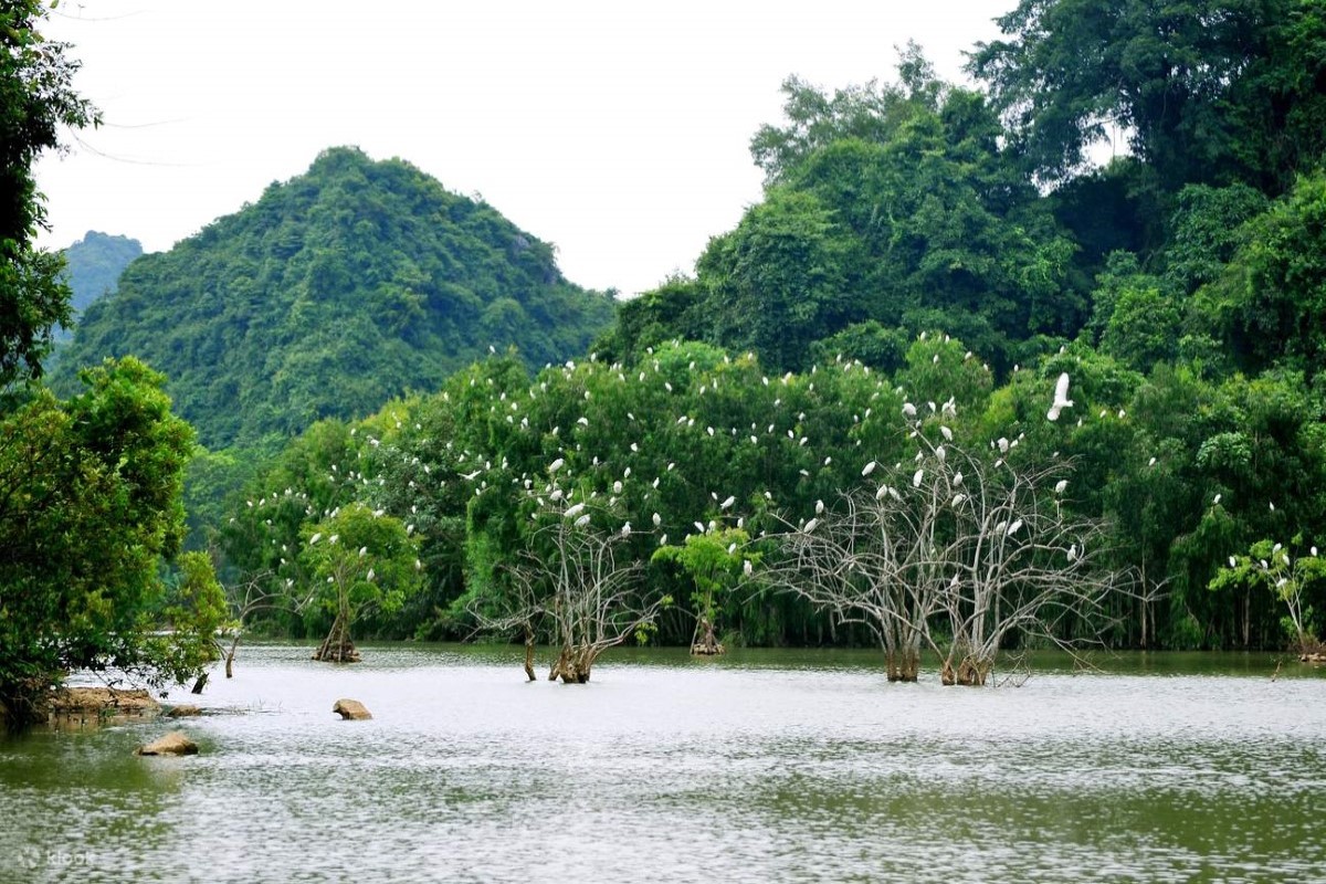 Bird Garden at Thung Nham Bird Park in Ninh Binh, featuring numerous birds on trees amidst scenic greenery.