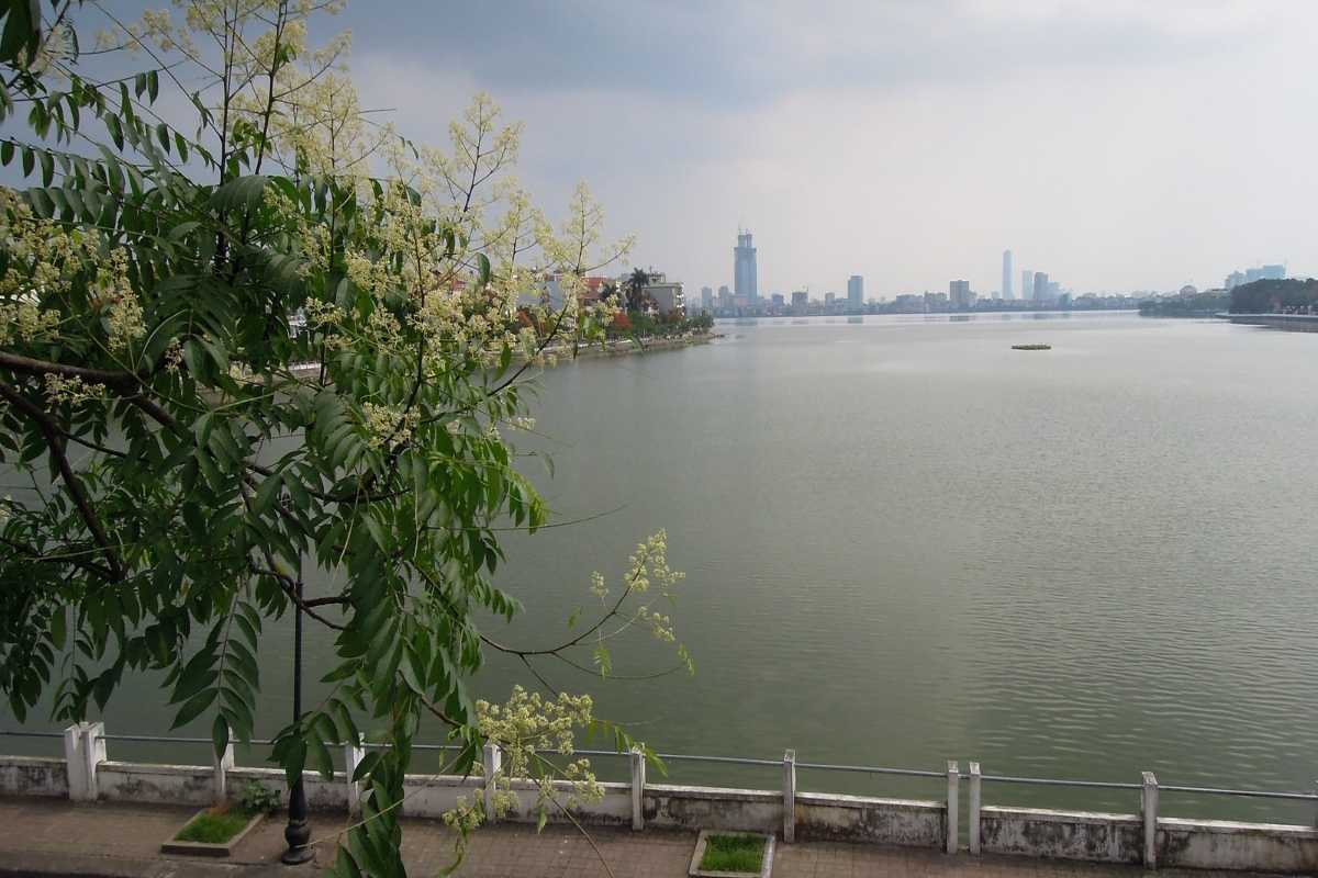 Blossoming Trees by West Lake Hanoi Close-up of flowering trees by the lake shore of West Lake Hanoi