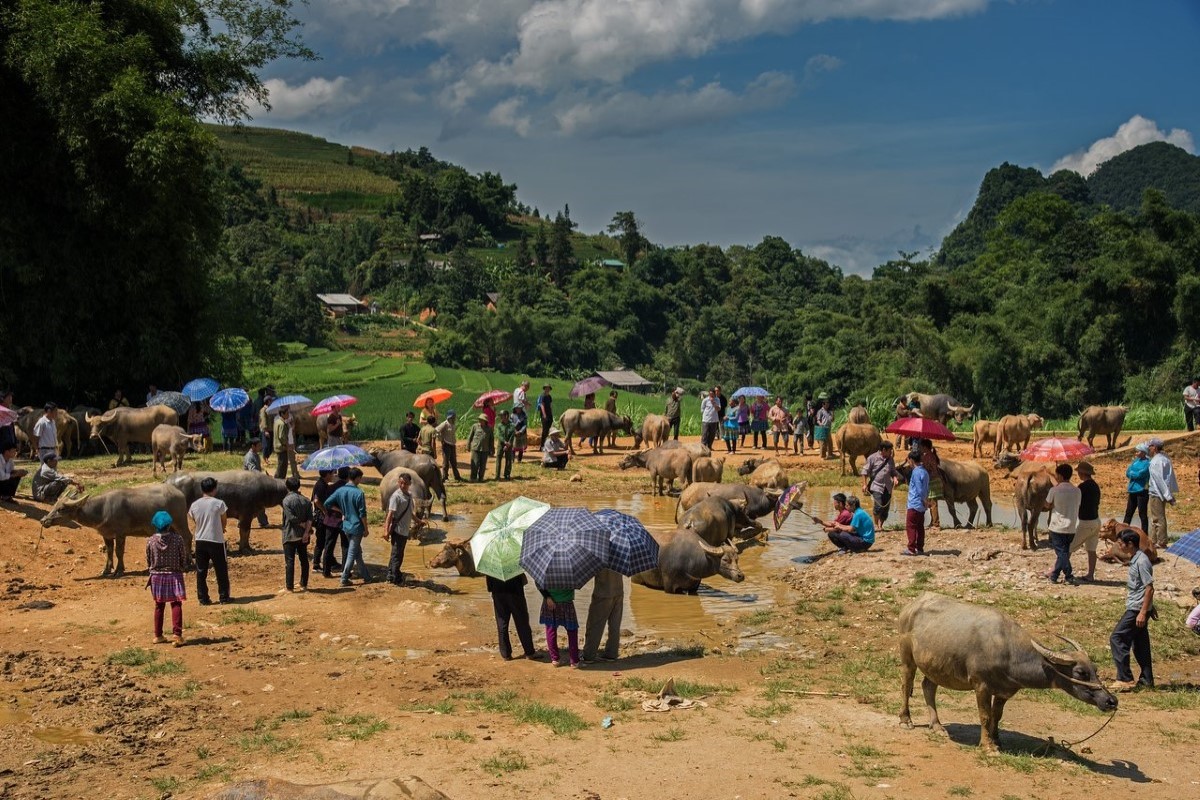 Buffalo trading scene at Sin Cheng Market, showcasing the highland livestock trade culture in Si Ma Cai