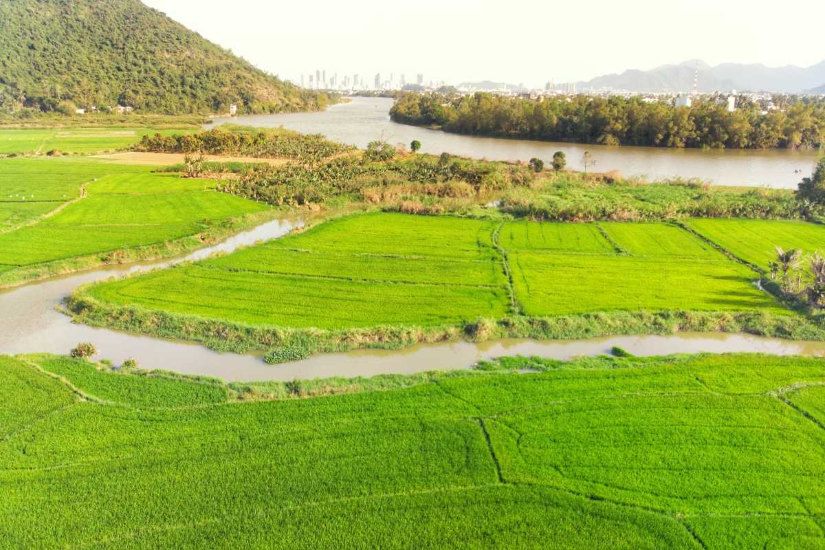 Green Paddy Fields and Riverbend toward City Vivid green paddies stretch beside the Cai River as it flows toward Nha Trang’s skyline beyond the fields.