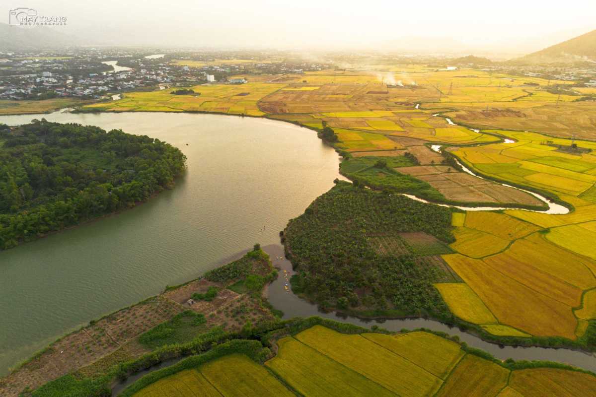 Golden Hour Over Rice Fields and Cai River The Cai River winds between rich yellow-green rice fields under soft golden light near Nha Trang.