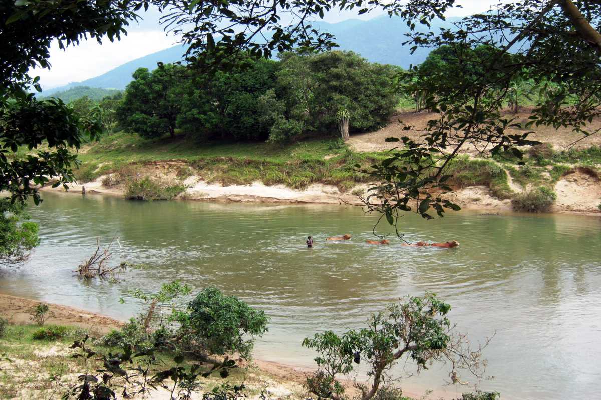 Cai River near Khanh Vinh town Buffalo and herder in the Cai River near Khanh Vinh, framed by forested banks