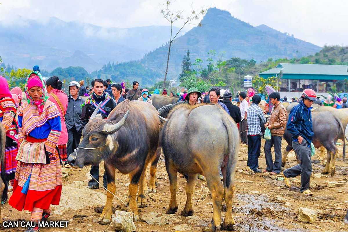 Can Cau Market Lao Cai close view of buffalo traders Hmong and local men handle buffalo up close at the muddy livestock market in Can Cau Market Lao Cai