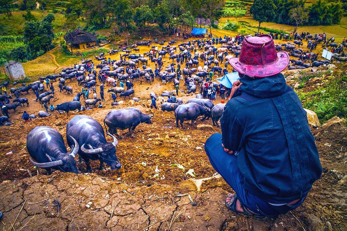 Can Cau Market Lao Cai buffalo trade on dirt field Dozens of water buffalo and traders gather in a large muddy field at Can Cau Market in Lao Cai