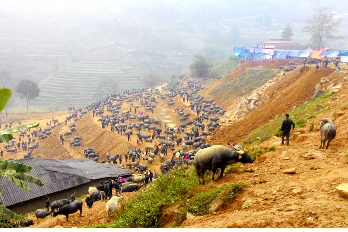 Can Cau Market Lao Cai foggy morning buffalo sale Dozens of buffalo gather along the ridgeline of Can Cau Market under a foggy sky in Lao Cai