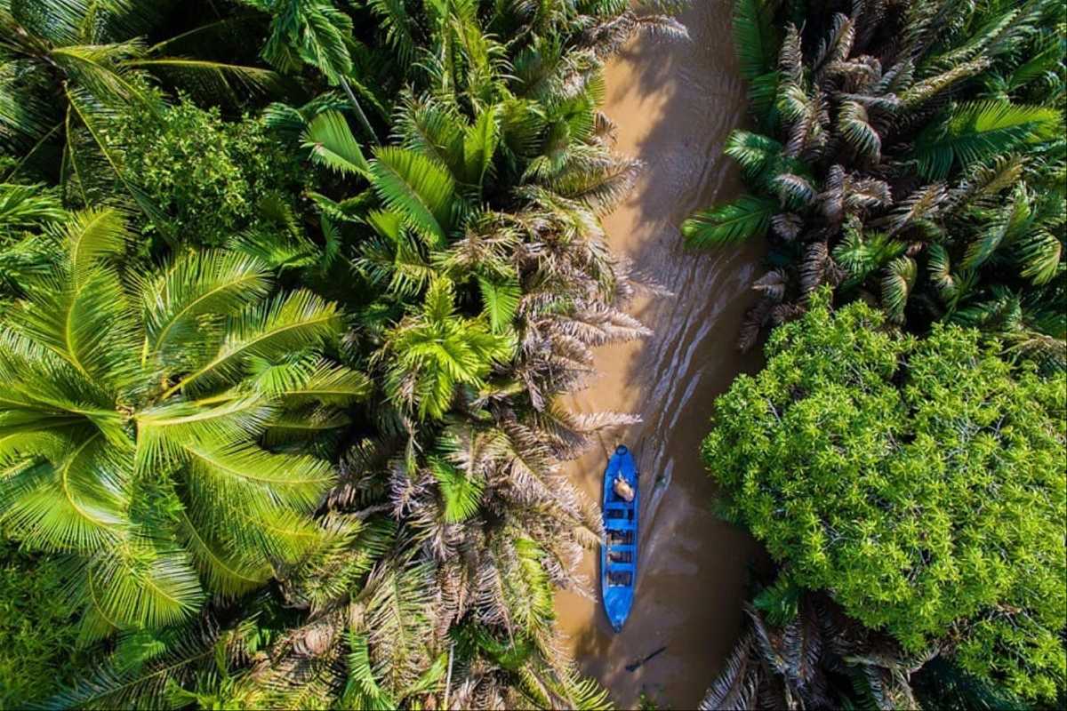 Aerial Shot of Can Gio Mangrove Forest Landscape Overhead view of winding rivers and dense mangrove trees in Can Gio Mangrove Forest