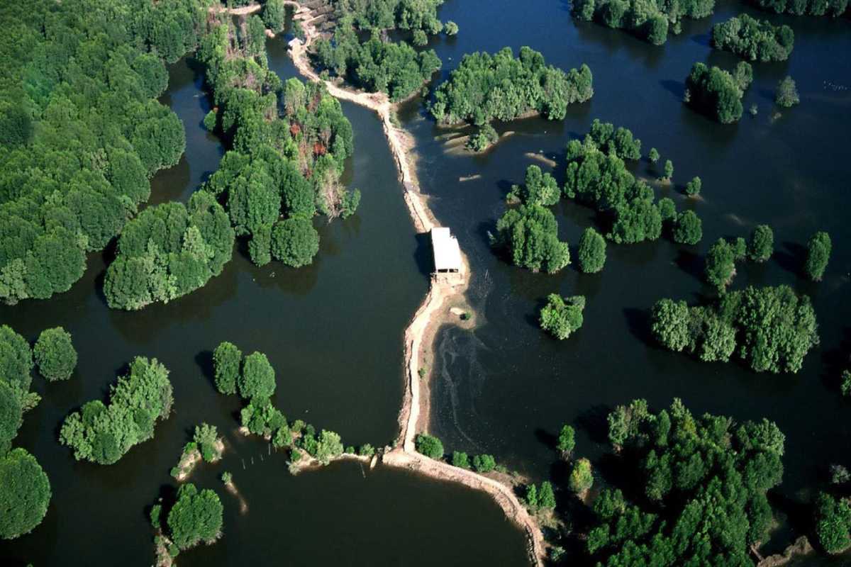 Aerial View of Can Gio Mangrove Forest Ecosystem Aerial photo showing dense mangrove clusters and water channels in Can Gio Mangrove Forest
