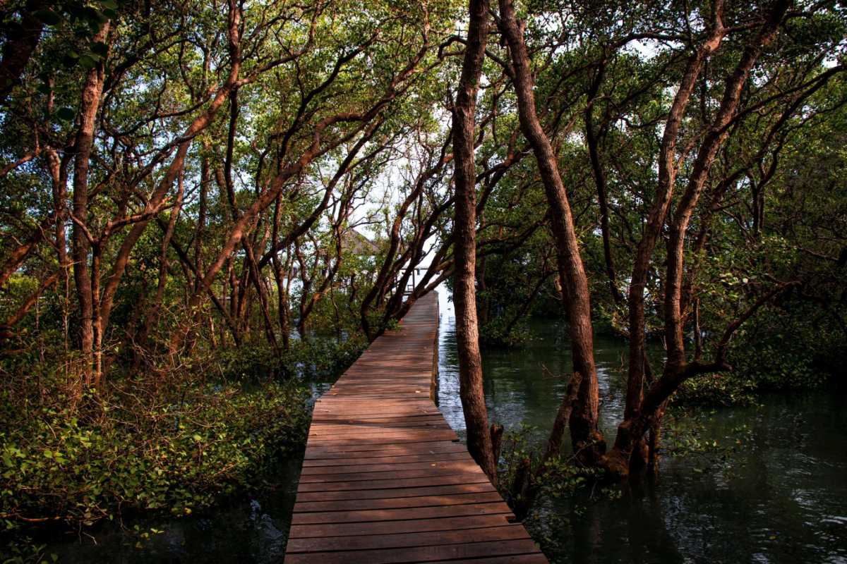 Visitors Kayaking in Can Gio Mangrove Forest Visitors kayaking and floating in calm waters surrounded by mangroves in Can Gio Mangrove Forest