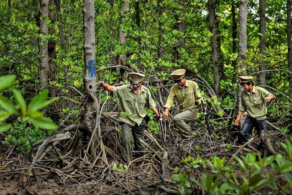 Wooden Walkway Through Can Gio Mangrove Forest Elevated wooden path winding through lush mangrove trees in Can Gio Mangrove Forest, Vietnam