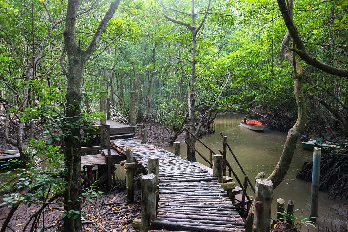 Wooden Walkway in Can Gio Mangrove Forest Wooden bridge and walkway weaving through dense mangrove trees in Can Gio Mangrove Forest