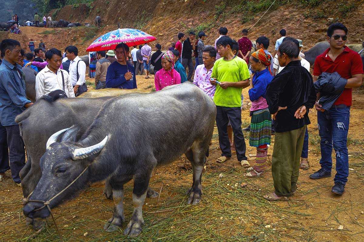Coc Ly Market Sapa buffalo traders animal market Coc Ly Market Sapa buffalo traders and buyers gathered around livestock, negotiating at the animal market section.