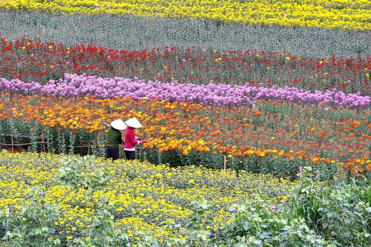 Colorful Flower Beds at Ngoc Ha Flower Village Hanoi Varied flower beds in vibrant colors arranged in patterns at Ngoc Ha Flower Village Hanoi, attracting visitors.