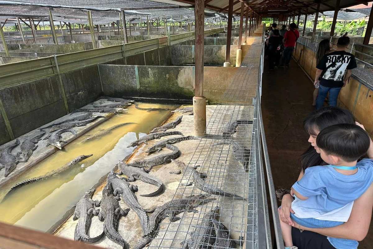 Enclosure area at Crocodile Farm Yang Bay Visitors observing crocodiles in concrete enclosures at Crocodile Farm Yang Bay.