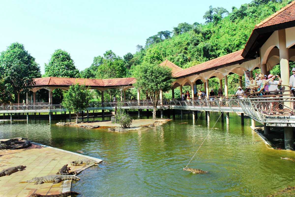 Visitors feeding crocodiles at Crocodile Farm Yang Bay Tourists feeding crocodiles using rods at Crocodile Farm Yang Bay viewing platform.