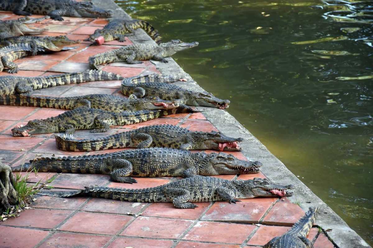 Crocodiles basking on the pond edge Dozens of crocodiles basking in the sun beside a pond at Crocodile Farm Yang Bay.
