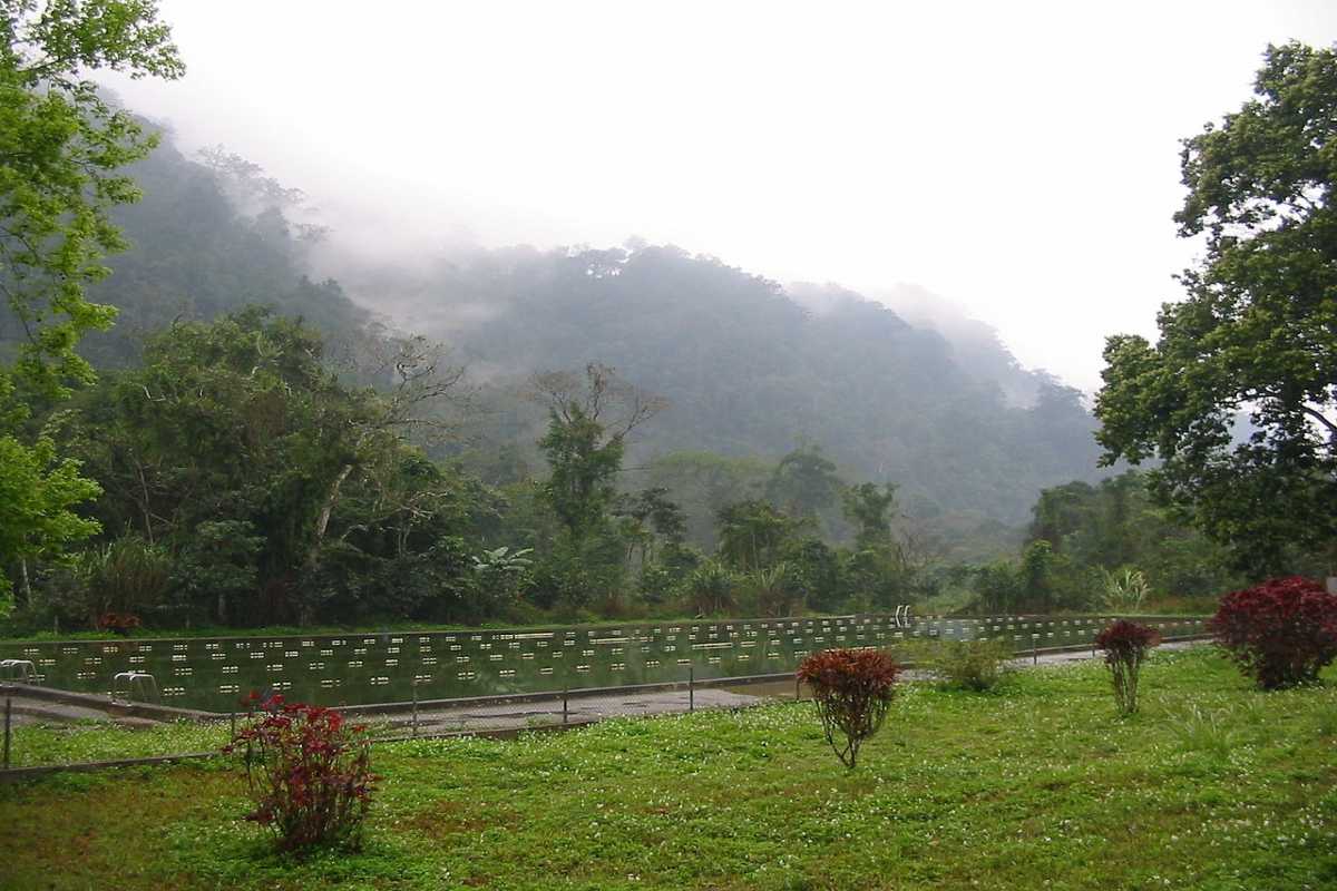 Cuc Phuong National Park Ninh Binh misty mountains landscape Cuc Phuong National Park in Ninh Binh features misty mountains, lush rainforest, and diverse plant life.