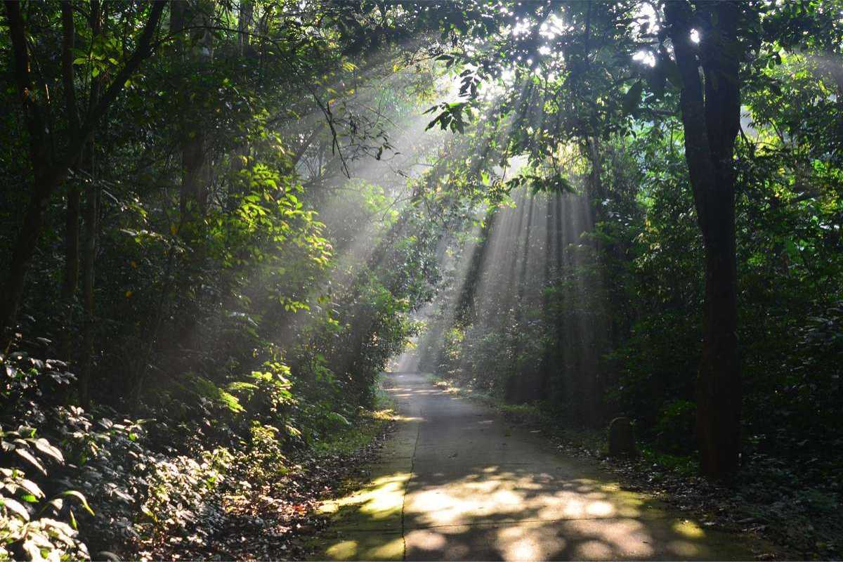 Cuc Phuong National Park rainforest sunbeam pathway adventure Sunbeams stream through dense rainforest trees along a quiet trail in Cuc Phuong National Park Ninh Binh.