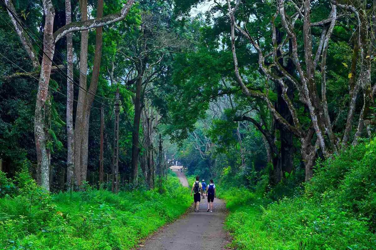 Cuc Phuong National Park tree-lined walking path forest trail Visitors walk along a scenic, tree-lined path deep within Cuc Phuong National Park Ninh Binh rainforest.