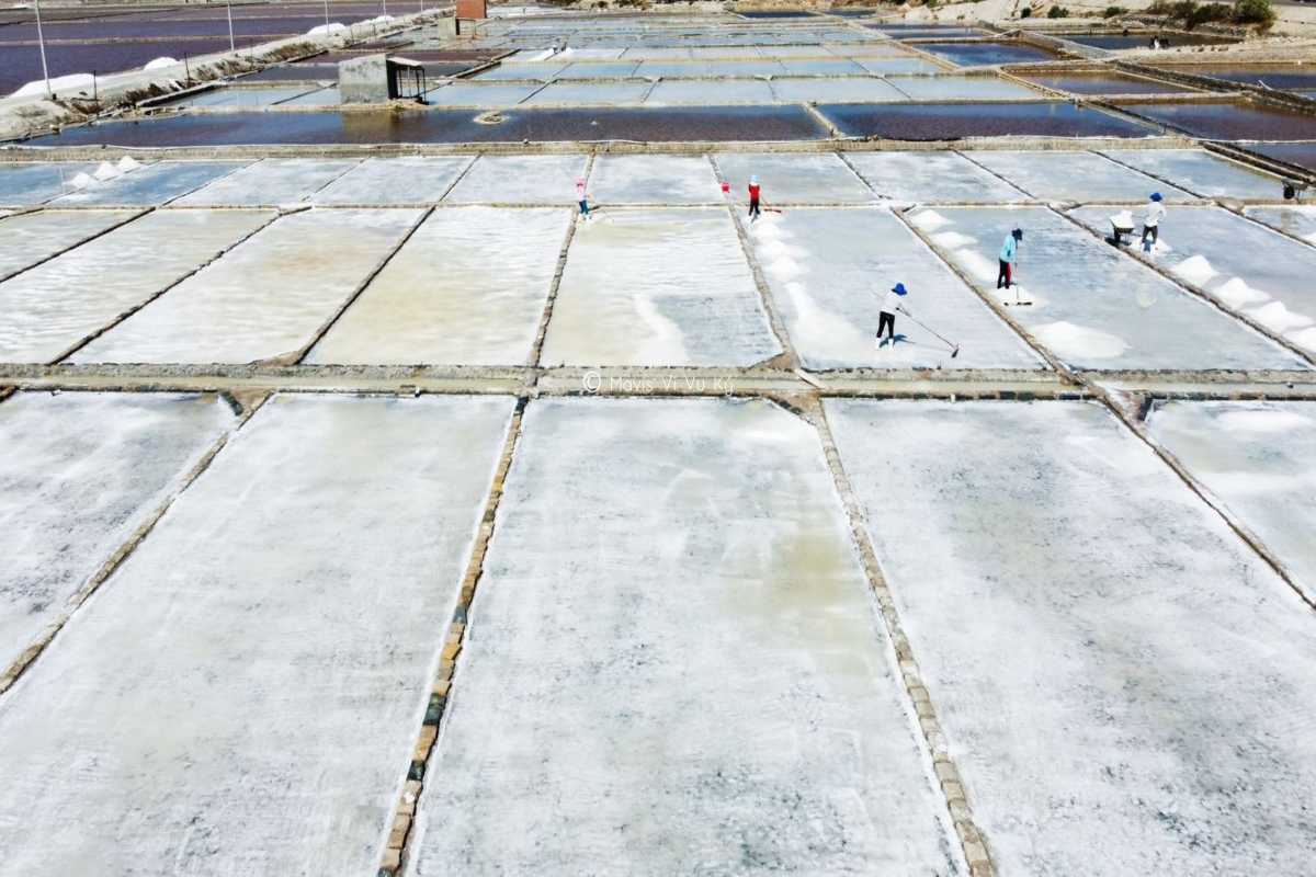 Dam Vua Salt Fields Traditional Salt Harvesting Farmers raking salt in shallow salt ponds at Dam Vua Salt Fields Ninh Thuan