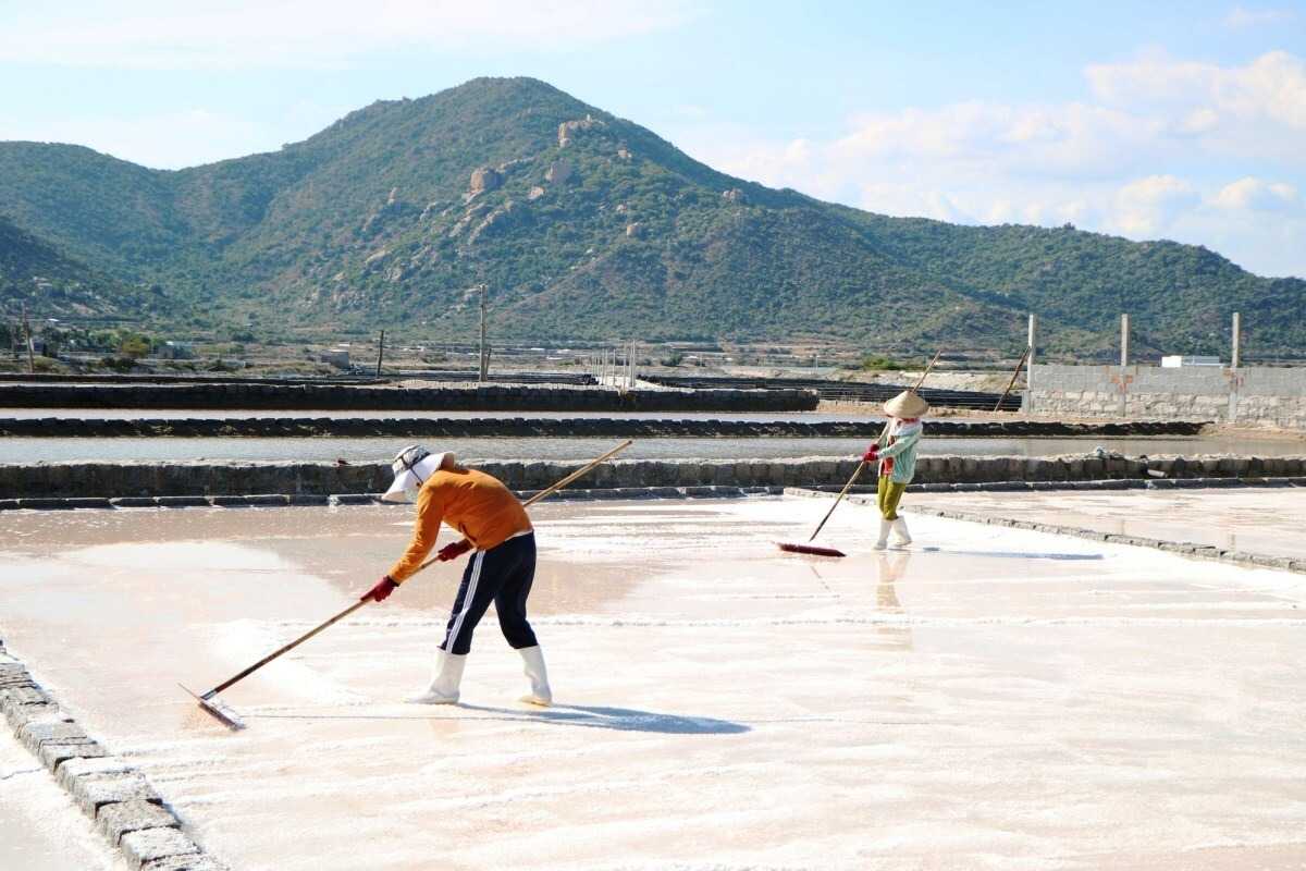 Dam Vua Salt Fields Workers Harvesting Salt Workers manually harvesting salt in traditional salt ponds at Dam Vua Salt Fields Ninh Thuan