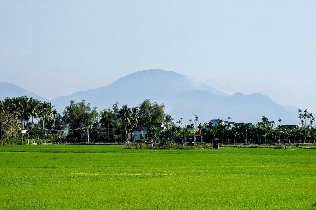 Lush Rice Fields of Diên Điền Vibrant green rice paddies stretch beneath the hills in Diên Điền, Vietnam.