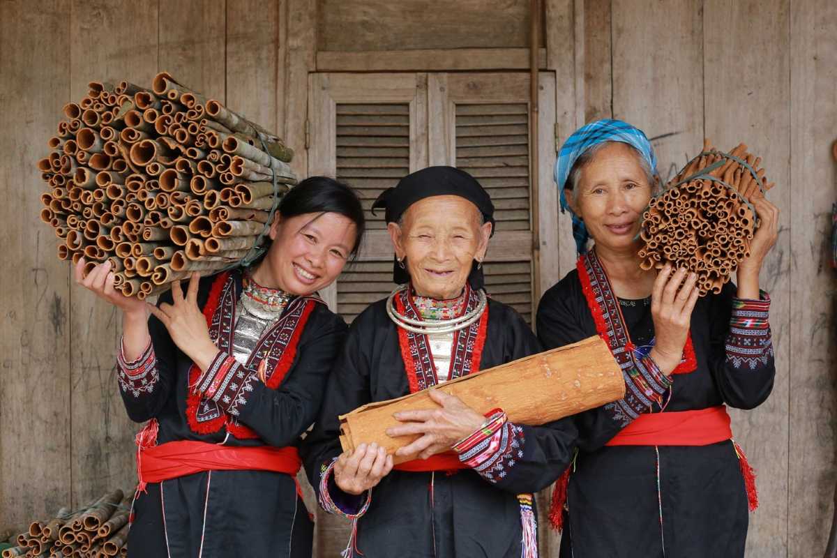 Ethnic women with cinnamon at Coc Ly Market Three ethnic women proudly display bundles of cinnamon bark and sticks at Coc Ly Market in Lao Cai Province.