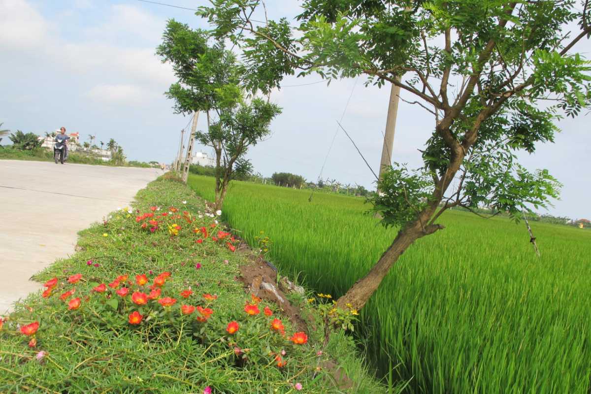 Evening Watering of Flowers in Ngoc Ha Flower Village Hanoi A farmer waters rows of flowers during sunset at Ngoc Ha Flower Village Hanoi, emphasizing care and cultivation.