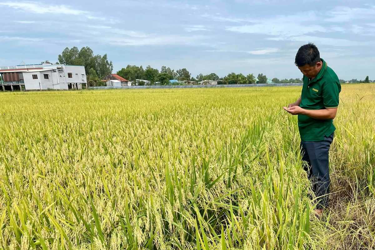 Inspecting ripened rice in Diên Điền Local farmer examining mature rice grains in golden paddies of Diên Điền Rice Fields