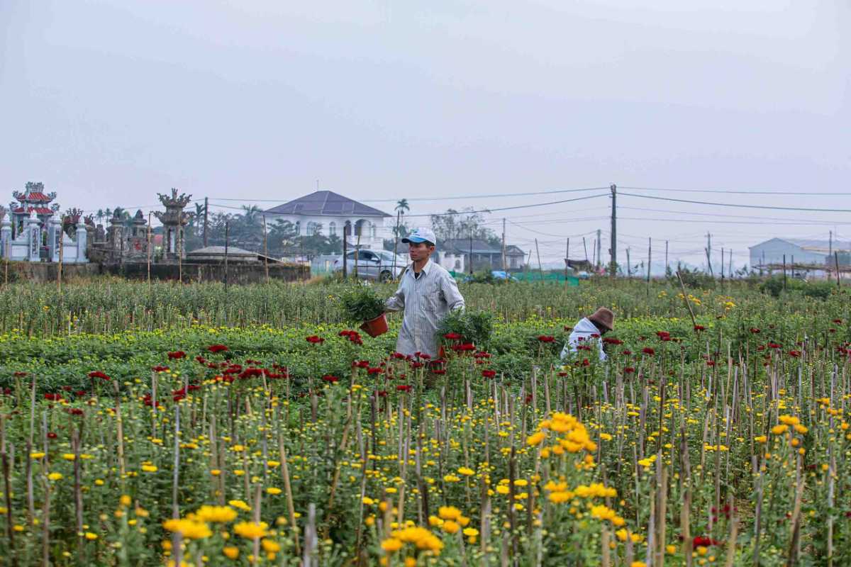 Farmers Working in Ngoc Ha Flower Village Hanoi Flower farmers tending to bright red and yellow flowers in Ngoc Ha Flower Village Hanoi, showcasing local agriculture.