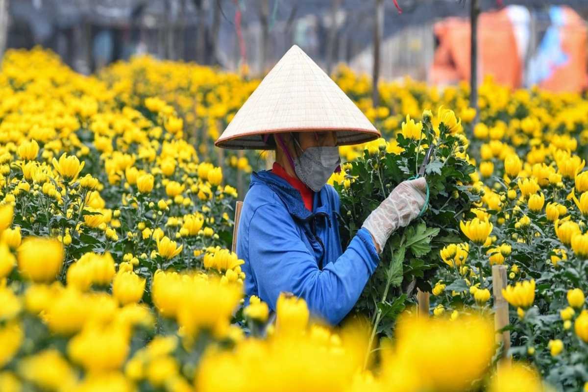 Female Worker Inspecting Yellow Chrysanthemums in Ngoc Ha Flower Village Hanoi Female worker in protective clothing inspecting yellow chrysanthemums at Ngoc Ha Flower Village Hanoi during harvest.