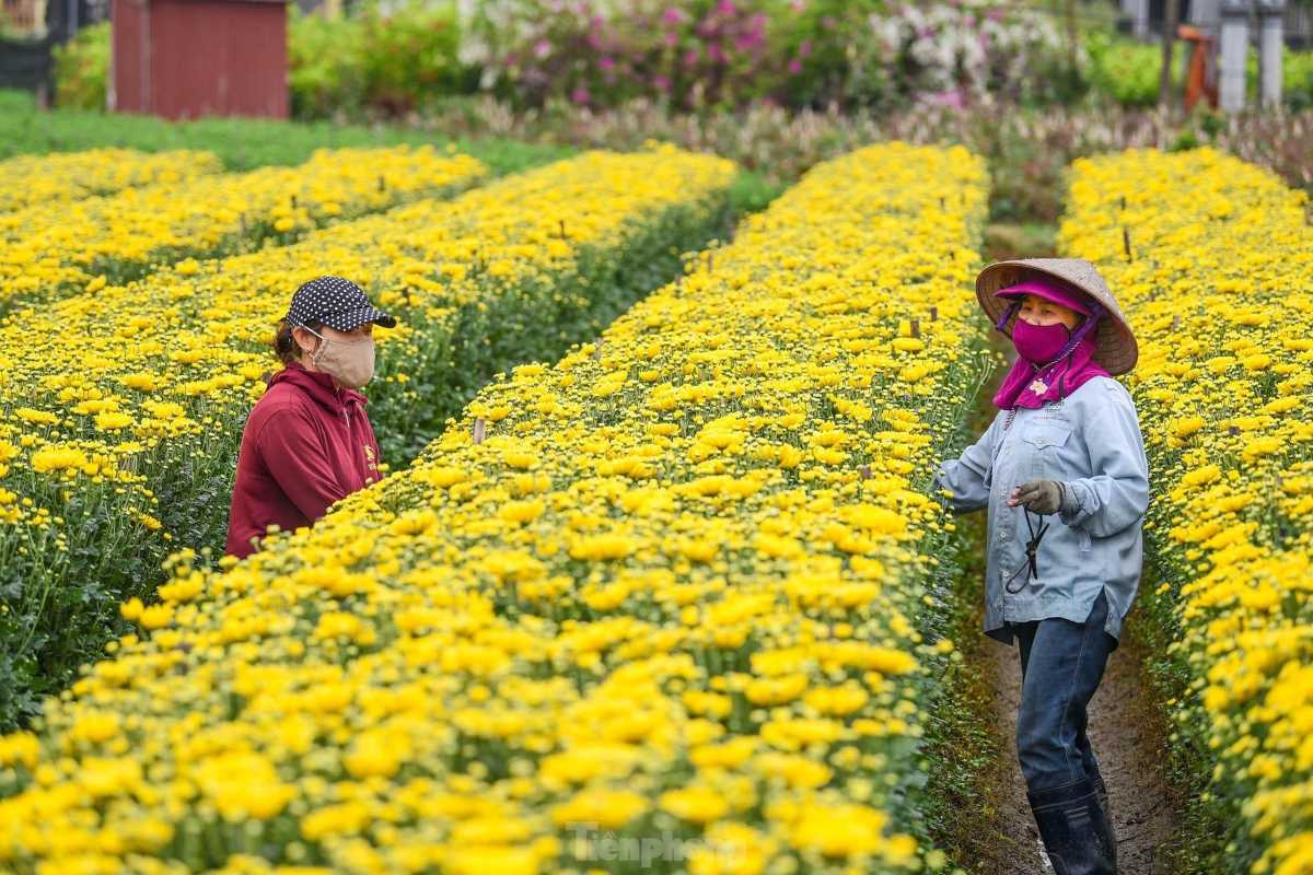Two Female Workers Among Yellow Flowers at Ngoc Ha Flower Village Hanoi Two female workers tending yellow flowers in fields at Ngoc Ha Flower Village Hanoi, showing teamwork.