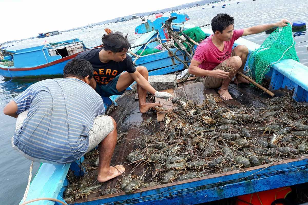 Local fishermen on a blue wooden boat sorting live lobsters at a fish farm in Mot Island Nha Trang.