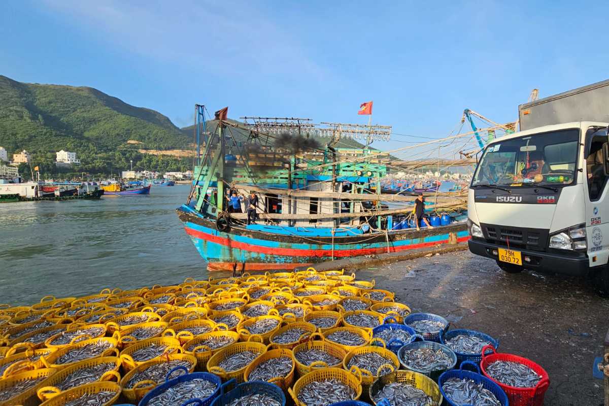 Fish Baskets at Vĩnh Lương Dock Yellow and blue plastic baskets filled with fresh fish stacked beside a fishing boat in Vĩnh Lương.