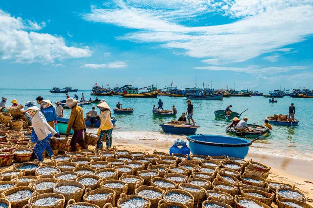 Fishermen and basket boats at Ninh Thuy Fishing Village beach Fishermen use traditional basket boats on the beach of Ninh Thuy Fishing Village during a busy fishing day