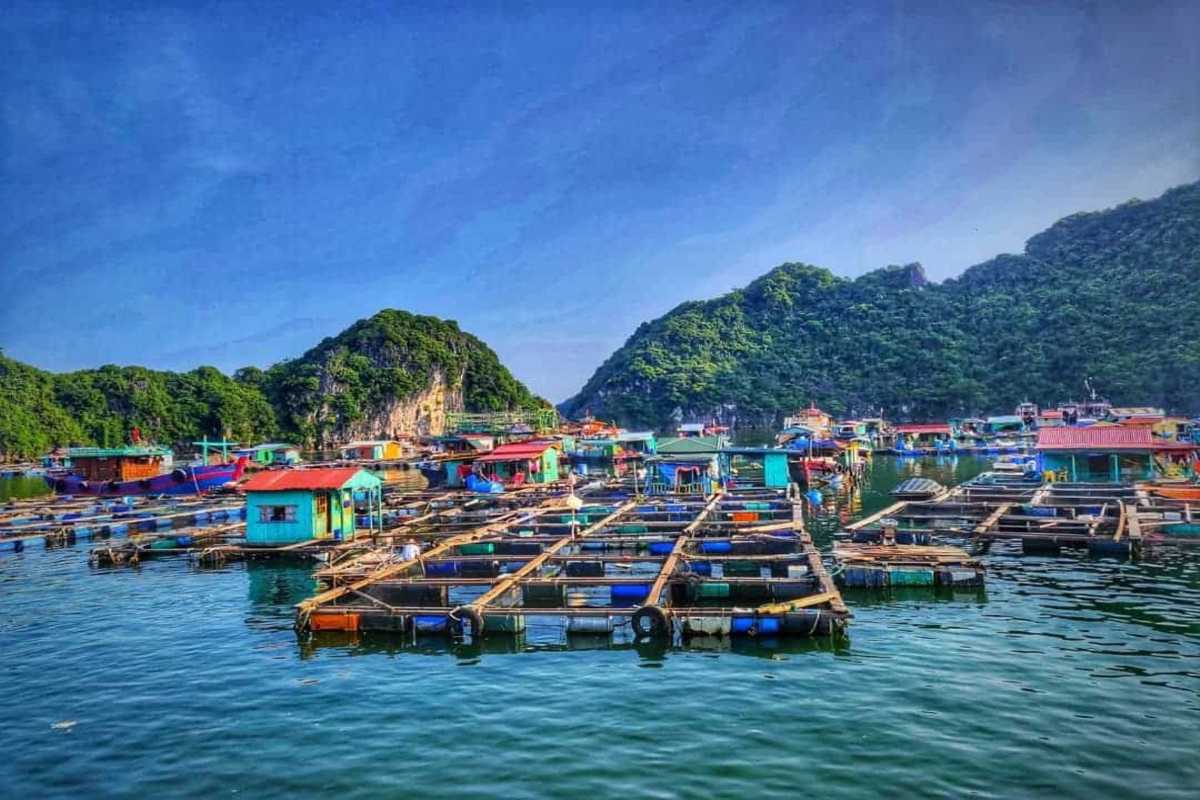 Floating Fish Farms in Ba Hang Fishing Village Colorful floating fish cages line the water with homes and boats in the background in Ba Hang, Halong Bay.