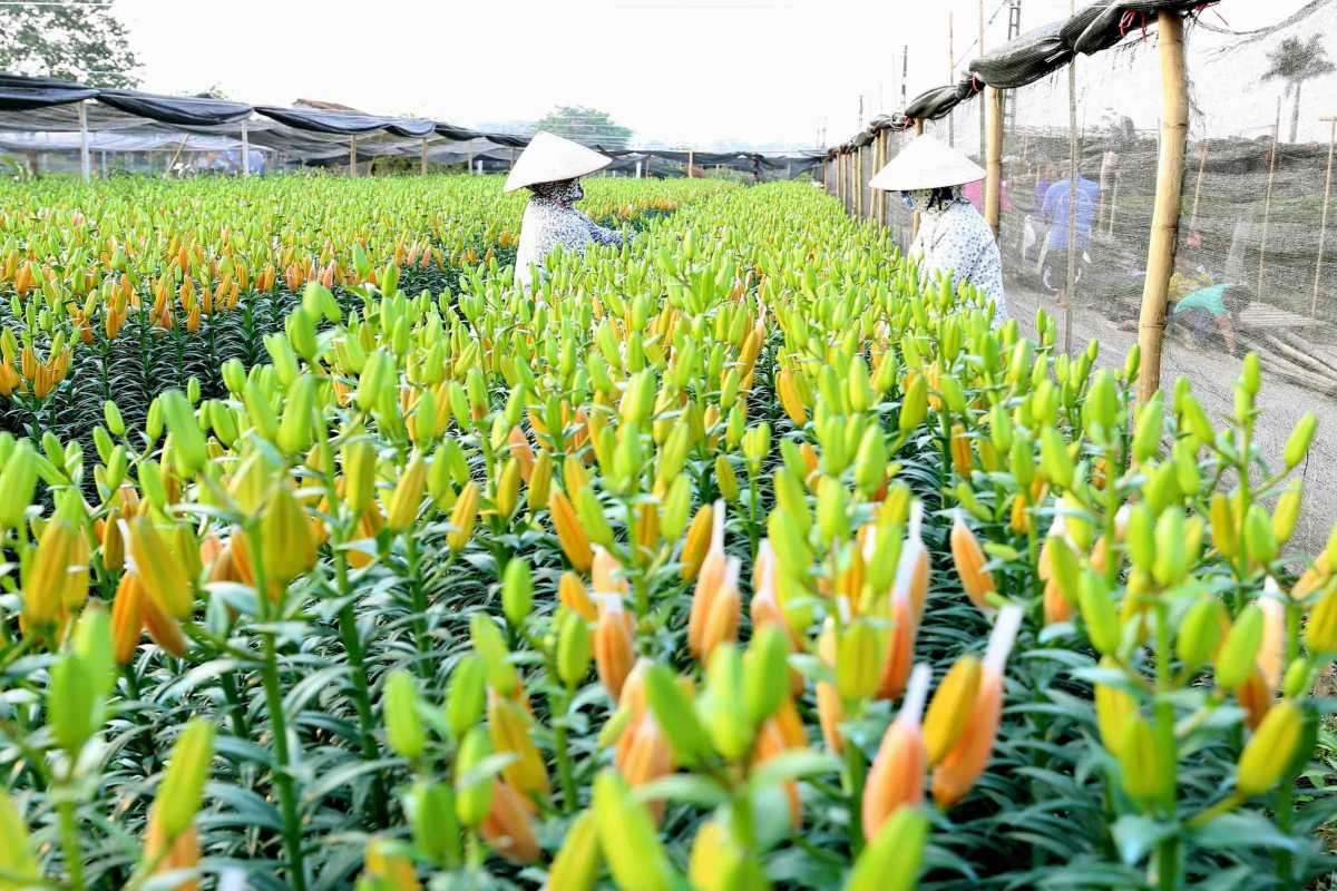 Workers in Greenhouse at Ngoc Ha Flower Village Hanoi Workers tending lilies inside a greenhouse at Ngoc Ha Flower Village Hanoi, highlighting protected cultivation.