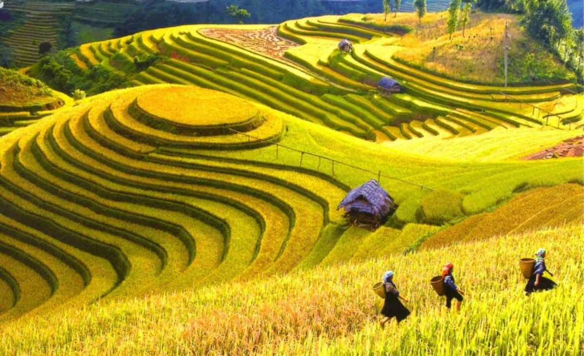 H'Mong farmers working in the terraced fields of Y Linh Ho Village during harvest season.