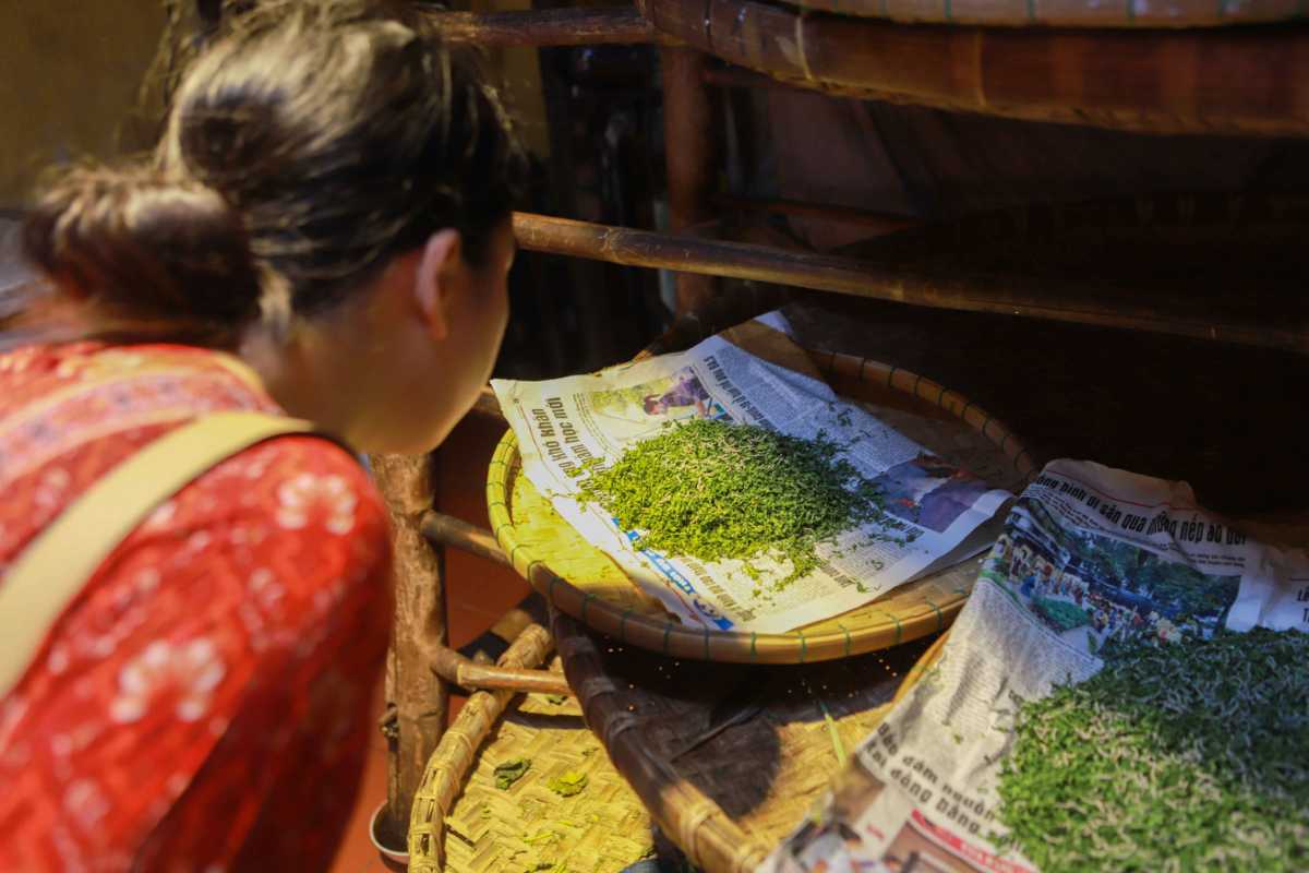 Silk Dyeing with Natural Ingredients at Hoi An Silk Village Artisan inspecting natural plant materials used for silk dyeing inside Hoi An Silk Village