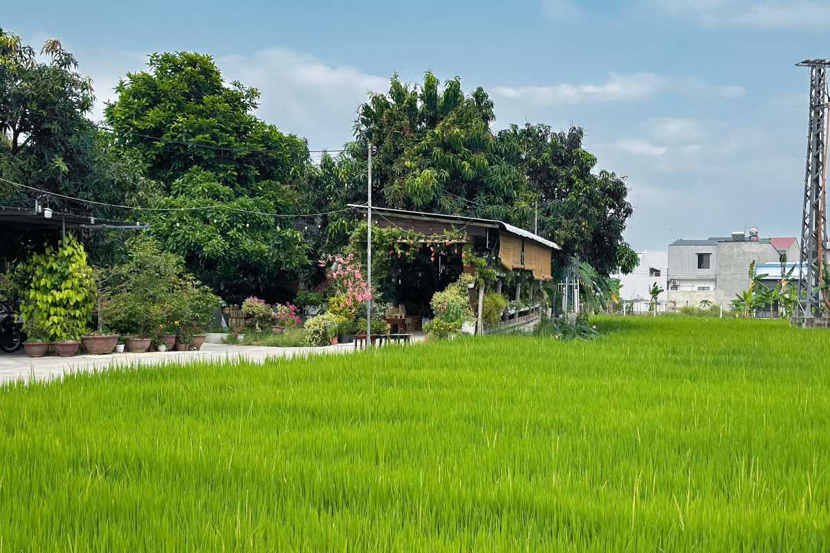 Homestead near Diên Điền Rice Fields Traditional home surrounded by lush rice paddies in Diên Điền rural area, Nha Trang